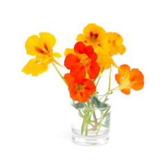 Tropaeolum majus, garden nasturtium