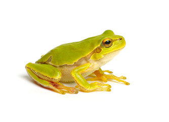 Obraz premium Green tree frog