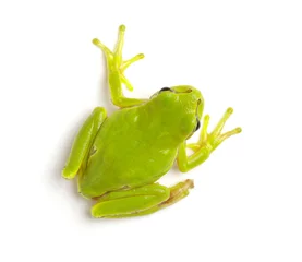 Gordijnen Green tree frog © Alekss