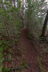 trail through a swedish forest in spring