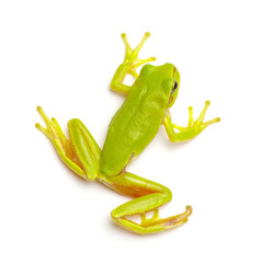 Green tree frog