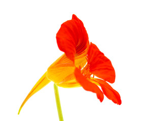 Flora of Gran Canaria - Tropaeolum majus