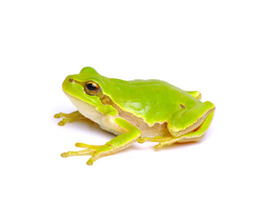 Green tree frog