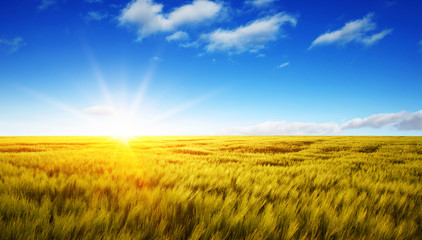 Fototapeta na wymiar Wheat field and sun