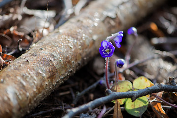 Blue anemone flowers in spring on a forest glade in the rays of light in golden and brown tones macro with a soft focus. Spring background. Magical delightful artistic image.Macro nature photography.