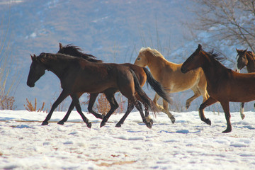 five horses run in the winter in the snow in nature
