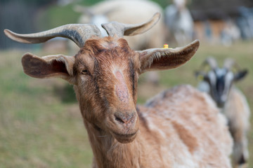 Alter brauner Ziegenbock