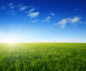 Obraz na płótnie Canvas Green field and sun.