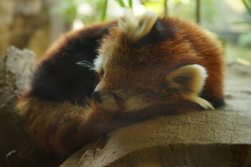 レッサーパンダ