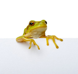 Green frog and text message.