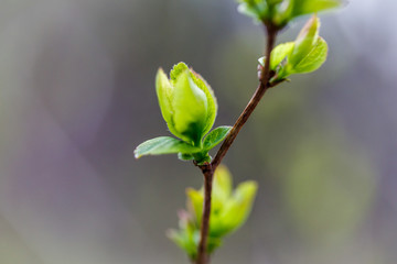first spring foliage