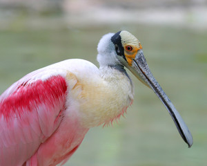 Roseate spoonbill