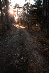 Fototapeta premium Morning sun beams in the spring forest
