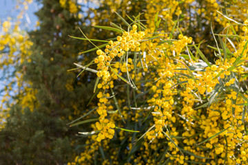 Willow blooms with yellow flowers in spring.