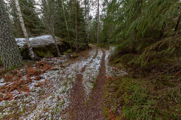 trail through a swedish forest in spring
