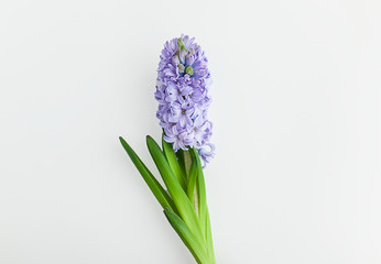 Purple hyacinths on a light background. Festive gift. Isolate Spring flowers