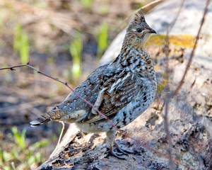 Ruffed Grouse