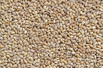 Barley groats (lat. Hórdeum), top view, close-up. Healthy, natural food.