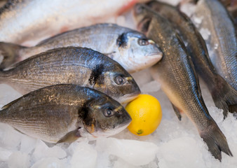 fresh fish and oysters in the restaurant.