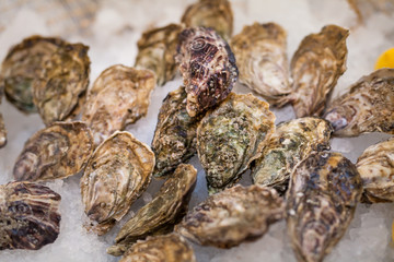 fresh fish and oysters in the restaurant.