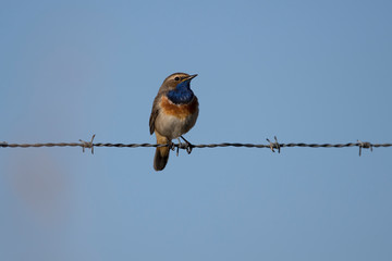 Freigestelltes Blaukehlchen auf einem Stacheldraht sitzend in der Frontale