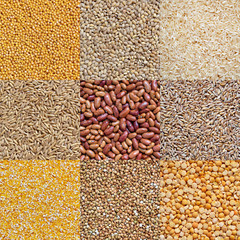 A collection of 9 different types of grain (buckwheat, rice, oats, beans, barley, millet). Background, texture.