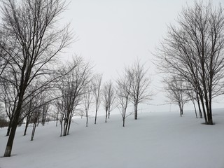 Obraz premium Winter landscape. Trees in the snow in a clearing on a cold day.