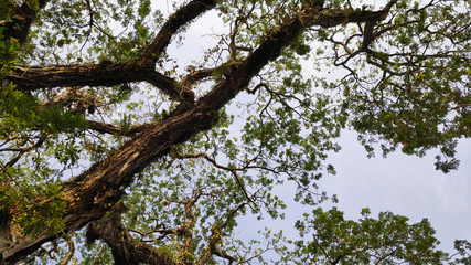 Tree tops and blue sky