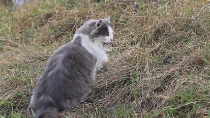 cat catches mice in last year's grass