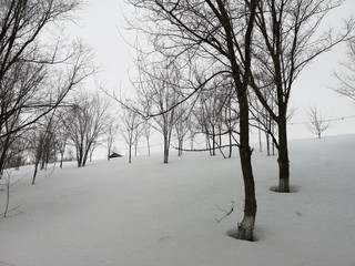 Winter landscape. Trees in the snow in a clearing on a cold day.
