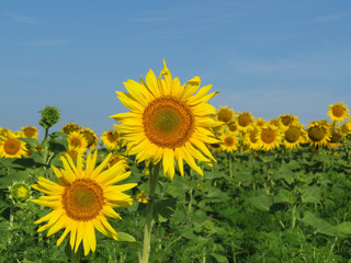 Sunflowers field and clear blue sky. Picturesque rural landscape, concept for production of sunflower oil