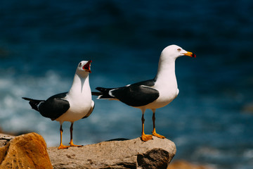 seagull on the beach