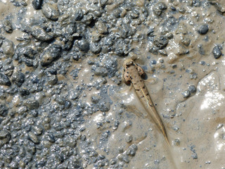 Mudskipper crawl on the mud in mangrove forest