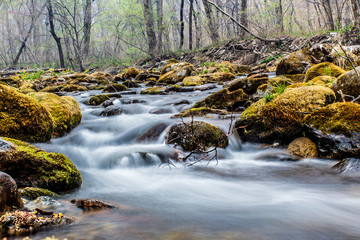stream in forest