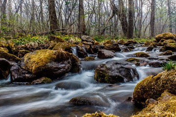 mountain stream in the forest