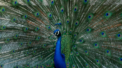 Obraz premium peacock with feathers out