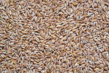 Wild wheat groats (lat. Triticum dicoccum), top view, close-up. Healthy, natural food.