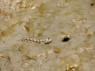 Mudskipper crawl on the mud in mangrove forest