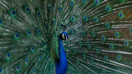 Obraz premium peacock with feathers out