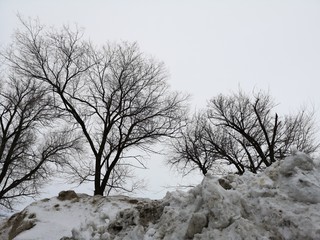 Fototapeta na wymiar Forest in early spring. Winter landscape, trees among dirty snow on the background of cloudy sky