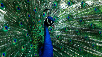 Obraz na płótnie Canvas peacock with feathers out