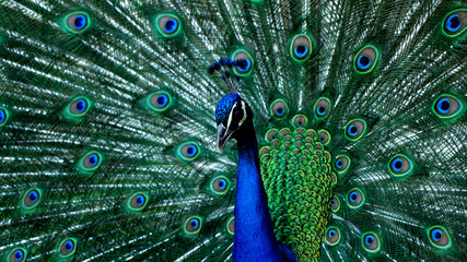 Naklejka na ściany i meble peacock with feathers out