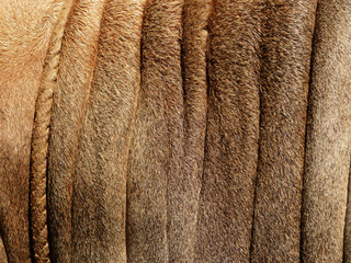 brown cow skin texture