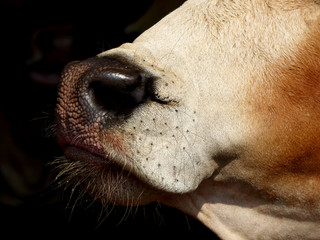 Nose of the cow closeup