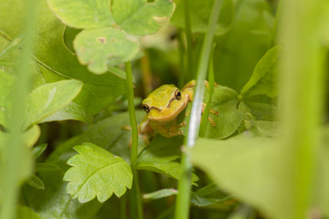 A green frog is hiding in the grass.