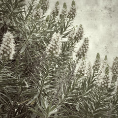  old paper background