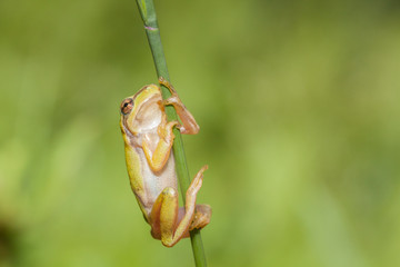 A green frog is sitting on the blade of grass.