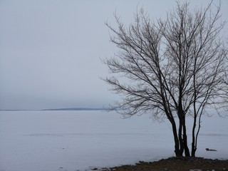 Lonely trees in the Northern winter landscape in the North