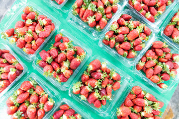 Freshly harvested organic strawberries packed for sale at farm