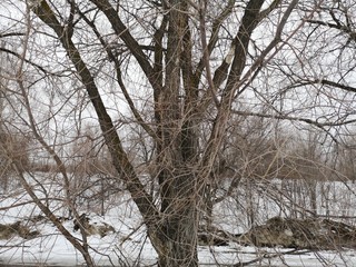 Fototapeta premium Black tree branches in the Northern winter empty landscape in the North